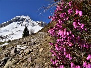 13 Erica in fiore sul sent. 115  con vista sul Monte Cavallo bianco di neve